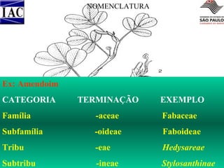 NOMENCLATURA

Ex: Amendoim
CATEGORIA

TERMINAÇÃO

EXEMPLO

Família

-aceae

Fabaceae

Subfamília

-oideae

Faboideae

Tribu

-eae

Hedysareae

Subtribu

-ineae

Stylosanthinae

 