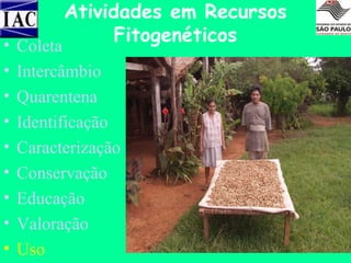 •
•
•
•
•
•
•
•
•

Atividades em Recursos
Fitogenéticos

Coleta
Intercâmbio
Quarentena
Identificação
Caracterização
Conservação
Educação
Valoração
Uso

 