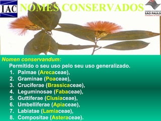 NOMES CONSERVADOS

Nomen conservandum:
Permitido o seu uso pelo seu uso generalizado.
1. Palmae (Arecaceae),
2. Graminae (Poaceae),
3. Cruciferae (Brassicaceae),
4. Leguminosae (Fabaceae),
5. Guttiferae (Clusiaceae),
6. Umbelliferae (Apiaceae),
7. Labiatae (Lamiaceae),
8. Compositae (Asteraceae).

 