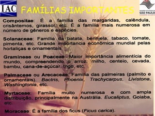 FAMÍLIAS IMPORTANTES

 