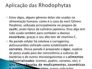 Estas algas, alguns gêneros delas são usadas na alimentação humana, como é o caso da nori( Gênero Porphira), utilizada principalmente no preparo de  sushi , prato típico da culinária japonesa. Essa alga tem sido usada também para combater a doença  escorbuto , graças o seu alto teor de vitamina C. Na parede celular há celulose e carragenina, polissacarídeo utilizado como estabilizante em  sorvetes . Dessa parede é preparado o  ágar,  espécie de pasta usada para dar consistência a culturas de bactérias e de outros microorganismos e a  alimentos industrializados  (cremes, pudins, sorvetes, etc), e para fazer  cápsulas de medicamentos ,  cosméticos e moldes dentários , entre  outras aplicações. 
