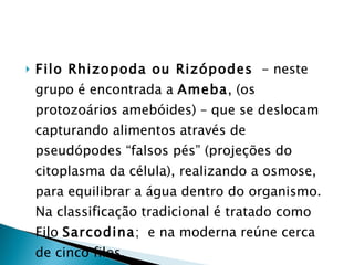 Filo Rhizopoda ou Rizópodes   - neste grupo é encontrada a  Ameba , (os protozoários amebóides) – que se deslocam capturando alimentos através de pseudópodes “falsos pés” (projeções do citoplasma da célula), realizando a osmose, para equilibrar a água dentro do organismo. Na classificação tradicional é tratado como Filo  Sarcodina ;  e na moderna reúne cerca de cinco filos.  