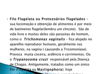 Filo Flagelata ou Protozoários flagelados  - sua locomoção e obtenção de alimentos é por meio de batimento flagelar(lembra um chicote).  São de vida livre e muitos deles são parasitas do homem, como o  Trichomonas vaginalis   – fica alojado no aparelho reprodutor humano, geralmente nas mulheres, na vagina ( causando a Tricomoníase).  Provoca  muita coceira, ardência e corrimentos. Ou o  Trypanosoma cruzi   responsável pela Doença de Chagas. Antigamente, tratados como um único filo (Flagelata ou  Mastigophora ); hoje considerados em oito filos com características próprias.  
