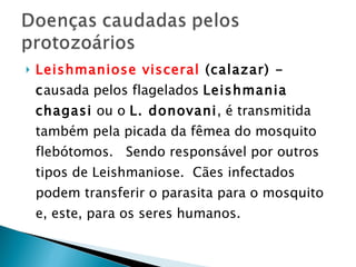 Leishmaniose visceral  (calazar) - c ausada pelos flagelados  Leishmania chagasi  ou o  L. donovani , é transmitida também pela picada da fêmea do mosquito flebótomos.  Sendo responsável por outros tipos de Leishmaniose.  Cães infectados podem transferir o parasita para o mosquito e, este, para os seres humanos.  