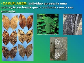 • CAMUFLAGEM: indivíduo apresenta uma
coloração ou forma que o confunde com o seu
ambiente.
 