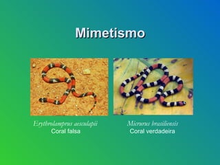 Mimetismo




Erythrolamprus aesculapii   Micrurus brasiliensis
       Coral falsa           Coral verdadeira
 