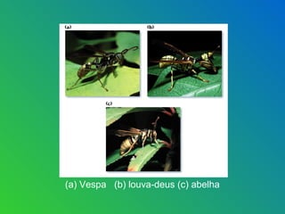 (a) Vespa (b) louva-deus (c) abelha
 