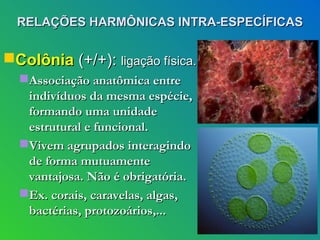 RELAÇÕES HARMÔNICAS INTRA-ESPECÍFICAS


Colônia (+/+): ligação física.
  Associação anatômica entre
   indivíduos da mesma espécie,
   formando uma unidade
   estrutural e funcional.
  Vivem agrupados interagindo
   de forma mutuamente
   vantajosa. Não é obrigatória.
  Ex. corais, caravelas, algas,
   bactérias, protozoários,...
 