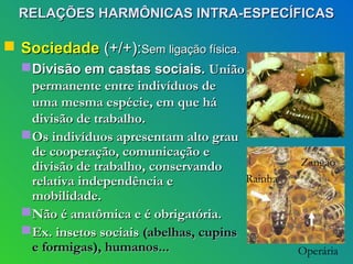 RELAÇÕES HARMÔNICAS INTRA-ESPECÍFICAS

 Sociedade (+/+):Sem ligação física.
   Divisão em castas sociais. União
    permanente entre indivíduos de
    uma mesma espécie, em que há
    divisão de trabalho.
   Os indivíduos apresentam alto grau
    de cooperação, comunicação e
    divisão de trabalho, conservando              Zangão
    relativa independência e             Rainha
    mobilidade.
   Não é anatômica e é obrigatória.
   Ex. insetos sociais (abelhas, cupins
    e formigas), humanos...                       Operária
 