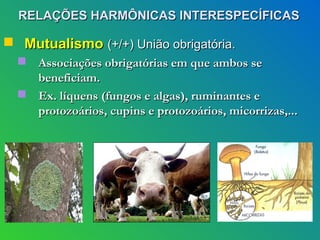 RELAÇÕES HARMÔNICAS INTERESPECÍFICAS

 Mutualismo (+/+) União obrigatória.
   Associações obrigatórias em que ambos se
    beneficiam.
   Ex. líquens (fungos e algas), ruminantes e
    protozoários, cupins e protozoários, micorrizas,...
 