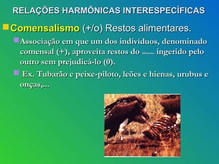 RELAÇÕES HARMÔNICAS INTERESPECÍFICAS
 Comensalismo (+/o) Restos alimentares.
   Associação em que um dos indivíduos, denominado
    comensal (+), aproveita restos do     ingerido pelo
                                     alimento


    outro sem prejudicá-lo (0).
   Ex. Tubarão e peixe-piloto, leões e hienas, urubus e
    onças,...
 