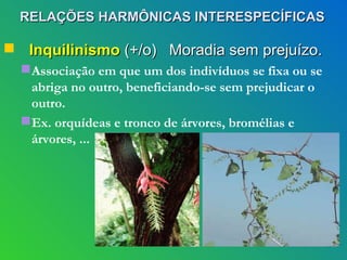 RELAÇÕES HARMÔNICAS INTERESPECÍFICAS

 Inquilinismo (+/o) Moradia sem prejuízo.
   Associação em que um dos indivíduos se fixa ou se
    abriga no outro, beneficiando-se sem prejudicar o
    outro.
   Ex. orquídeas e tronco de árvores, bromélias e
    árvores, ...
 