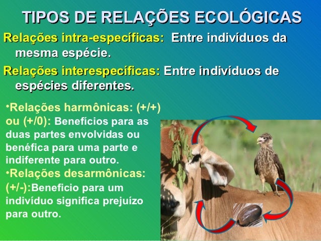 Aula Relações Ecológicas