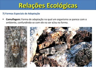 Relações Ecológicas
7) Formas Especiais de Adaptação

• Camuflagem: Forma de adaptação na qual um organismo se parece com o
  ambiente, confundindo-se com ele na cor e/ou na forma.
 