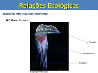 Relações Ecológicas
3) Relações Intra-específicas Harmônicas

   I) Colônia - Caravela
 