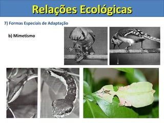 Relações Ecológicas
7) Formas Especiais de Adaptação

  b) Mimetismo
 