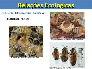 Relações Ecológicas
3) Relações Intra-específicas Harmônicas

   II) Sociedade: Abelhas
 