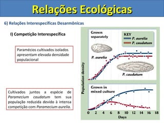 6) Relações Interespecíficas Desarmônicas
I) Competição Interespecífica
Relações EcológicasRelações Ecológicas
Paramécios cultivados isolados
apresentam elevada densidade
populacional
Cultivados juntos a espécie de
Paramecium caudatum tem sua
população reduzida devido à intensa
competição com Paramecium aurelia.
 