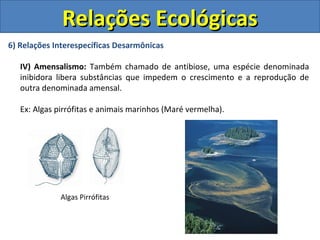 6) Relações Interespecíficas Desarmônicas
IV) Amensalismo: Também chamado de antibiose, uma espécie denominada
inibidora libera substâncias que impedem o crescimento e a reprodução de
outra denominada amensal.
Ex: Algas pirrófitas e animais marinhos (Maré vermelha).
Algas Pirrófitas
Relações EcológicasRelações Ecológicas
 