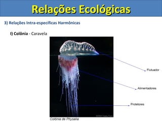 3) Relações Intra-específicas Harmônicas
I) Colônia - Caravela
Relações EcológicasRelações Ecológicas
 