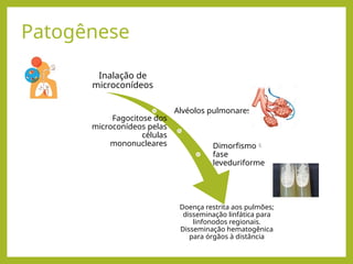 Patogênese
Inalação de
microconídeos
Alvéolos pulmonares
Fagocitose dos
microconídeos pelas
células
mononucleares Dimorfismo
fase
leveduriforme
Doença restrita aos pulmões;
disseminação linfática para
linfonodos regionais.
Disseminação hematogênica
para órgãos à distância
 