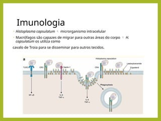 Imunologia
• Histoplasma capsulatum  microrganismo intracelular
• Macrófagos são capazes de migrar para outras áreas do corpo  H.
capsulatum os utiliza como
cavalo de Troia para se disseminar para outros tecidos.
 