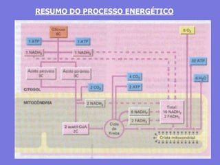 RESUMO DO PROCESSO ENERGÉTICO
 