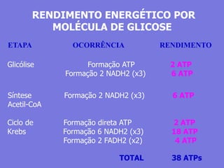 RENDIMENTO ENERGÉTICO POR
MOLÉCULA DE GLICOSE
ETAPA OCORRÊNCIA RENDIMENTO
Glicólise Formação ATP 2 ATP
Formação 2 NADH2 (x3) 6 ATP
Síntese Formação 2 NADH2 (x3) 6 ATP
Acetil-CoA
Ciclo de Formação direta ATP 2 ATP
Krebs Formação 6 NADH2 (x3) 18 ATP
Formação 2 FADH2 (x2) 4 ATP
TOTAL 38 ATPs
 