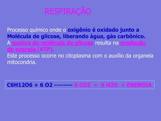 RESPIRAÇÃO
Processo químico onde o oxigênio é oxidado junto a
Molécula de glicose, liberando água, gás carbônico.
A quebra da molécula de glicose resulta na produção
de energia (ATP).
Este processo ocorre no citoplasma com o auxílio da organela
mitocondria.
C6H12O6 + 6 O2 -------- 6 CO2 + 6 H2O + ENERGIA
 