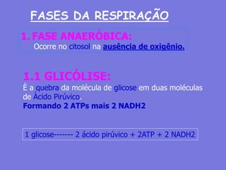 FASES DA RESPIRAÇÃO
1. FASE ANAERÓBICA:
Ocorre no citosol na ausência de oxigênio.
1.1 GLICÓLISE:
È a quebra da molécula de glicose em duas moléculas
de Àcido Pirúvico.
Formando 2 ATPs mais 2 NADH2
1 glicose------- 2 ácido pirúvico + 2ATP + 2 NADH2
 