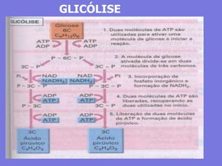 GLICÓLISE
 