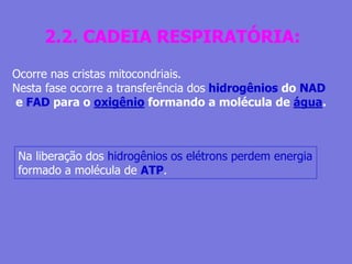 2.2. CADEIA RESPIRATÓRIA:
Ocorre nas cristas mitocondriais.
Nesta fase ocorre a transferência dos hidrogênios do NAD
e FAD para o oxigênio formando a molécula de água.
Na liberação dos hidrogênios os elétrons perdem energia
formado a molécula de ATP.
 