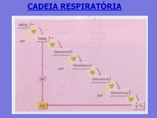CADEIA RESPIRATÓRIA
 
