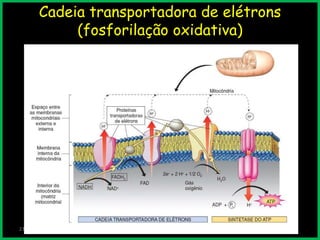 Cadeia transportadora de elétrons
(fosforilação oxidativa)
23/7/2013
 