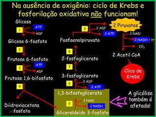 23/7/2013
Na ausência de oxigênio: ciclo de Krebs e
fosforilação oxidativa não funcionam!
Gliceraldeído 3-fosfato
2 NAD+
2 NADH
1,3-bifosfoglicerato
5
2 ADP
2 ATP
6
2 NADH
1
Glicose
ATP
ADP
Glicose 6-fosfato
Frutose 6-fosfato
2
ATP
ADP
Frutose 1,6-bifosfato
3
Diidroxiacetona
fosfato
4
3-fosfoglicerato
2-fosfoglicerato
7
Fosfoenolpiruvato
8
2 ADP
2 ATP
2 Piruvatos
9
2 NAD+
+ H+
CO2
2 Acetil CoA
Clico de
Krebs
A glicólise
também é
afetada!
 