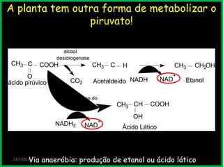A planta tem outra forma de metabolizar o
piruvato!
23/7/2013
CH3 C
O
COOH
CO2 Acetaldeido
CH3 CH2OH
NADH NAD
+
CH3 C H
Etanol
alcool
desidrogenase
CH3 CH COOH
OH
NADH2 NAD
+
desidrogenase do
ácido lático
ácido pirúvico
Ácido Lático
Via anaeróbia: produção de etanol ou ácido lático
 