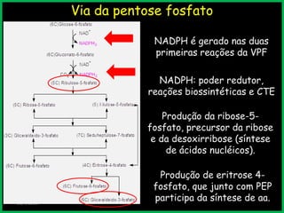 Via da pentose fosfato
NADPH é gerado nas duas
primeiras reações da VPF
23/7/2013
NADPH: poder redutor,
reações biossintéticas e CTE
Produção da ribose-5-
fosfato, precursor da ribose
e da desoxirribose (síntese
de ácidos nucléicos).
Produção de eritrose 4-
fosfato, que junto com PEP
participa da síntese de aa.
 