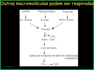 Outras macromoléculas podem ser respiradas
23/7/2013
 
