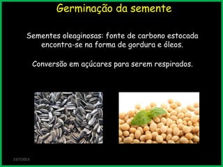 Germinação da semente
Sementes oleaginosas: fonte de carbono estocada
encontra-se na forma de gordura e óleos.
23/7/2013
Conversão em açúcares para serem respirados.
 
