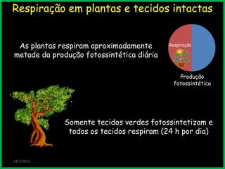 Respiração em plantas e tecidos intactas
As plantas respiram aproximadamente
metade da produção fotossintética diária
23/7/2013
Somente tecidos verdes fotossintetizam e
todos os tecidos respiram (24 h por dia)
Produção
fotossintética
Respiração
 