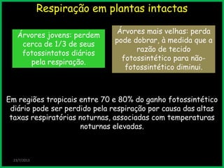 Respiração em plantas intactas
23/7/2013
Em regiões tropicais entre 70 e 80% do ganho fotossintético
diário pode ser perdido pela respiração por causa das altas
taxas respiratórias noturnas, associadas com temperaturas
noturnas elevadas.
Árvores jovens: perdem
cerca de 1/3 de seus
fotossintatos diários
pela respiração.
Árvores mais velhas: perda
pode dobrar, à medida que a
razão de tecido
fotossintético para não-
fotossintético diminui.
 
