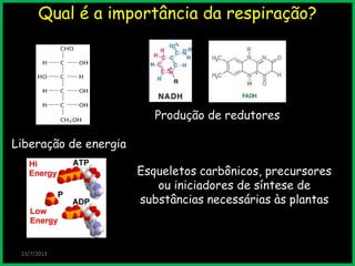 Qual é a importância da respiração?
Esqueletos carbônicos, precursores
ou iniciadores de síntese de
substâncias necessárias às plantas
23/7/2013
Liberação de energia
Produção de redutores
 