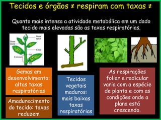 Tecidos e órgãos ≠ respiram com taxas ≠
Quanto mais intensa a atividade metabólica em um dado
tecido mais elevadas são as taxas respiratórias.
23/7/2013
Gemas em
desenvolvimento:
altas taxas
respiratórias
Amadurecimento
do tecido: taxas
reduzem
Tecidos
vegetais
maduros:
mais baixas
taxas
respiratórias
As respirações
foliar e radicular
varia com a espécie
de planta e com as
condições onde a
plana está
crescendo.
 