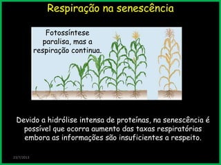 Respiração na senescência
23/7/2013
Fotossíntese
paralisa, mas a
respiração continua.
Devido a hidrólise intensa de proteínas, na senescência é
possível que ocorra aumento das taxas respiratórias
embora as informações são insuficientes a respeito.
 