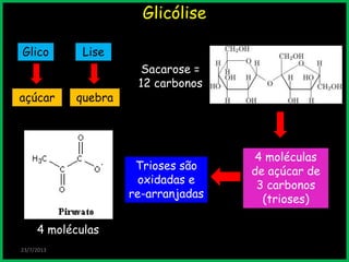 Glicólise
Glico
23/7/2013
açúcar
Lise
quebra
Sacarose =
12 carbonos
4 moléculas
de açúcar de
3 carbonos
(trioses)
Trioses são
oxidadas e
re-arranjadas
4 moléculas
 