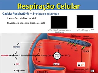 Respiração Celular Cadeia Respiratória – 3 ª Etapa da Respiração Local:  Crista Mitocondrial Revisão do processo (visão global) Vídeo: Cadeia transportadora de elétrons Vídeo: Síntese de ATP 