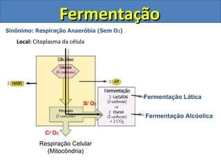Fermentação Sinônimo: Respiração Anaeróbia (Sem O 2 ) Local:  Citoplasma da célula Respiração Celular (Mitocôndria) Fermentação Lática Fermentação Alcóolica S/ O 2 C/ O 2 