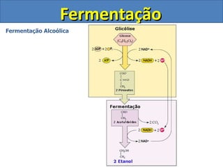 Fermentação Fermentação Alcoólica 