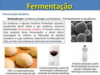 Fermentação Fermentação Alcoólica Realizado por:  Leveduras (fungos unicelulares) – Principalmente as do gênero:  Saccharomyces sp . As leveduras e algumas bactérias fermentam açúcares, produzindo álcool etílico e gás carbônico, processo denominado  fermentação alcoólica . O homem utiliza os dois produtos dessa fermentação: o álcool etílico, empregado há milênios na fabricação de bebidas alcoólicas e o gás carbônico, importante na fabricação do pão, um dos mais tradicionais alimentos da humanidade. CO2  é o responsável pelo crescimento da massa do pão O etanol produzido a partir da fermentação é utilizado para produção de bebidas alcoólicas. O etanol produzido a partir da fermentação da cana de açúcar é utilizado para fabricação do álcool etílico.. 