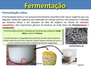 Fermentação Fermentação Lática A fermentação láctica é um processo fermentativo anaeróbio (não requer oxigênio) que visa degradar moléculas orgânicas para obtenção de energia quimíca, este processo é realizado por bactérias láticas e em situações de falta de oxigênio em células de  músculos esqueléticos . Dois importantes gêneros de bactérias do ácido lático são  Streeptococcus  e  lactobacillos . Lactobacillus sp . A fermentação do leite é realizada por bactérias que produzem  ácido lático  a partir da  lactose . A acidez provoca a coagulação das proteínas do leite que precipitam.  O leite então fica com dois aspectos a parte líquida chamada de soro, e a parte sólida formada pela coalhada (proteínas coaguladas) Queijo Iogurte 
